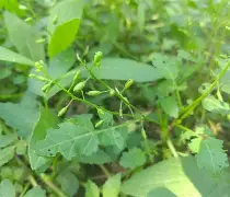 ??B╟蔊朙逓V徭~?鵗檾鹴鏧B	?v3Eq}L熁緄*胵'嶅U?4m菕(v114514图片)